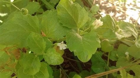 10 Philippine indigenous plants proven to have medicinal benefits.